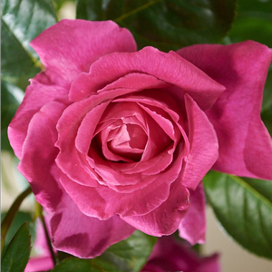 Кремово-белая с розовой каймой - Миниатюрные розы лилипуты 